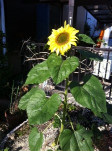 向日葵の花 ヒマワリの写真